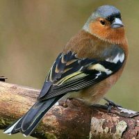 1a1865ce83a857cd2fc705831daf7373